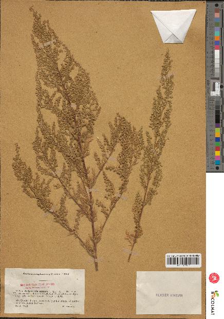 spécimen de Artemisia annua