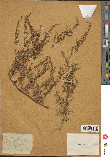 spécimen de Artemisia annua