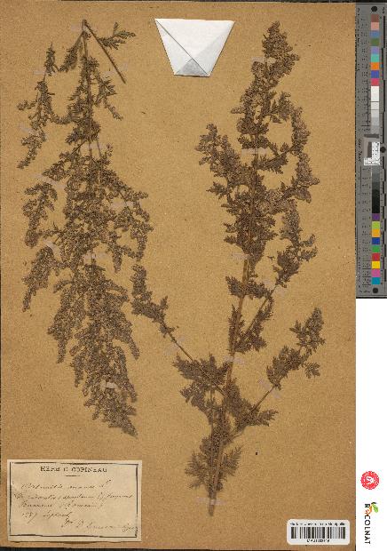 spécimen de Artemisia annua