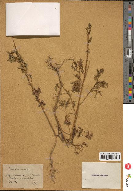 spécimen de Artemisia annua