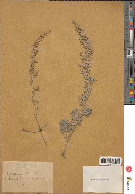 spécimen de Artemisia absinthium