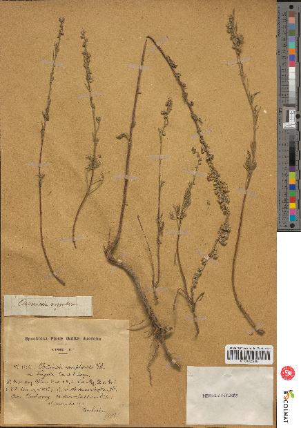 spécimen de Artemisia camphorata