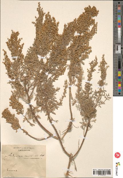 spécimen de Artemisia canariensis