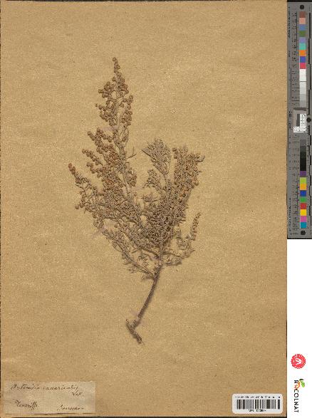 spécimen de Artemisia canariensis