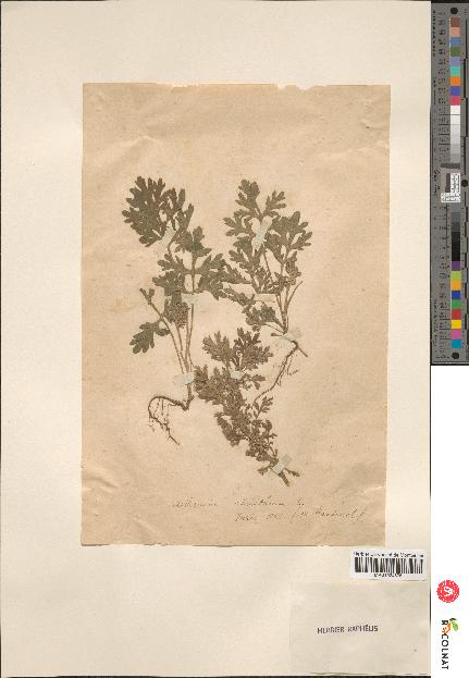 spécimen de Artemisia absinthium