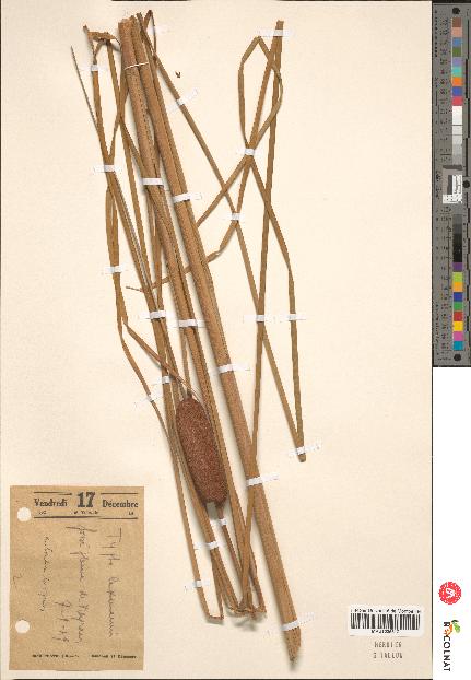spécimen de Typha laxmannii