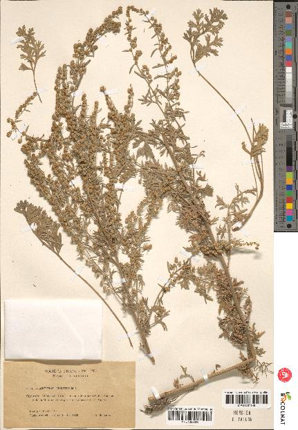 spécimen de Artemisia absinthium