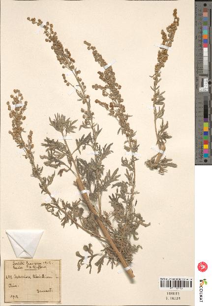 spécimen de Artemisia absinthium