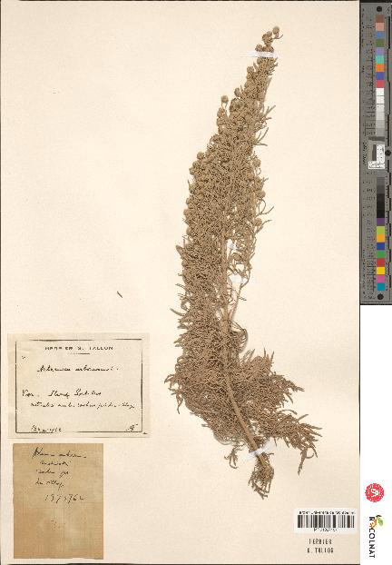 spécimen de Artemisia arborescens