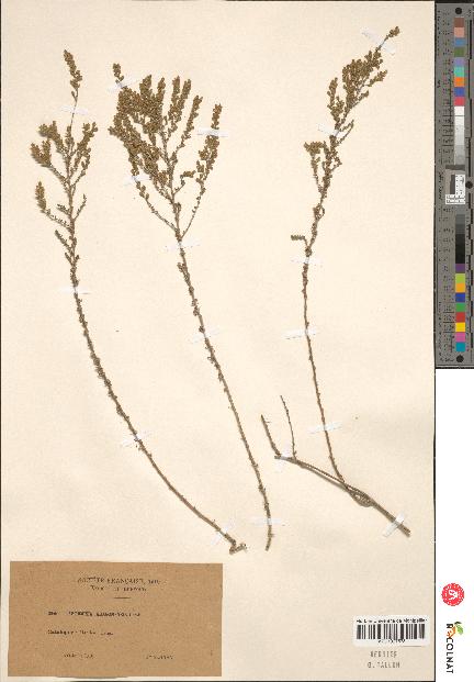 spécimen de Artemisia aragonensis