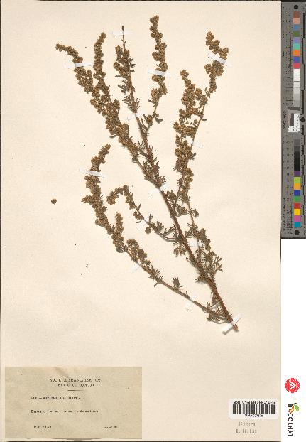 spécimen de Artemisia crithmifolia