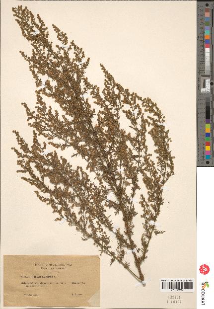 spécimen de Artemisia annua