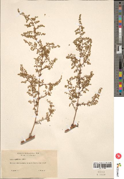 spécimen de Artemisia annua