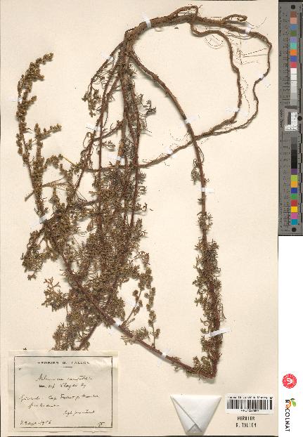 spécimen de Artemisia campestris
