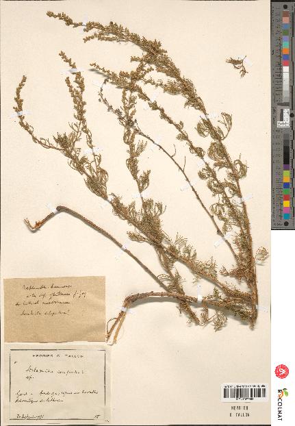 spécimen de Artemisia campestris