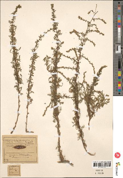 spécimen de Artemisia campestris