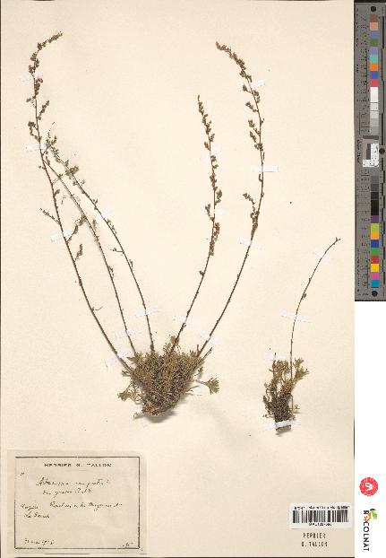 spécimen de Artemisia campestris