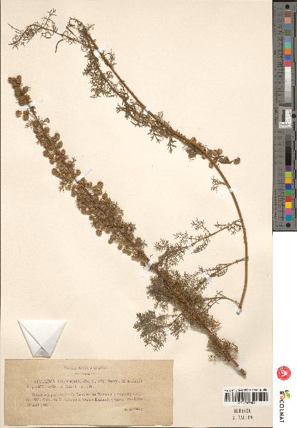 spécimen de Artemisia chamaemelifolia