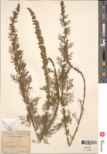 spécimen de Artemisia chamaemelifolia