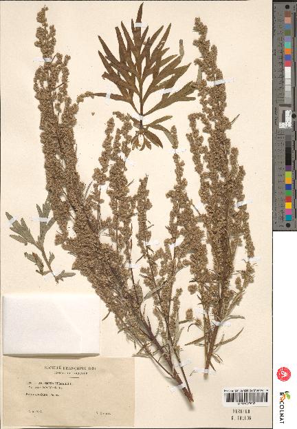 spécimen de Artemisia vulgaris