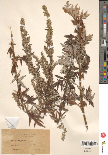 spécimen de Artemisia vulgaris