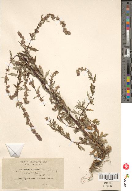 spécimen de Artemisia vulgaris