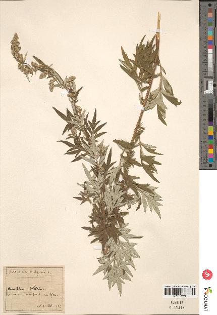 spécimen de Artemisia vulgaris