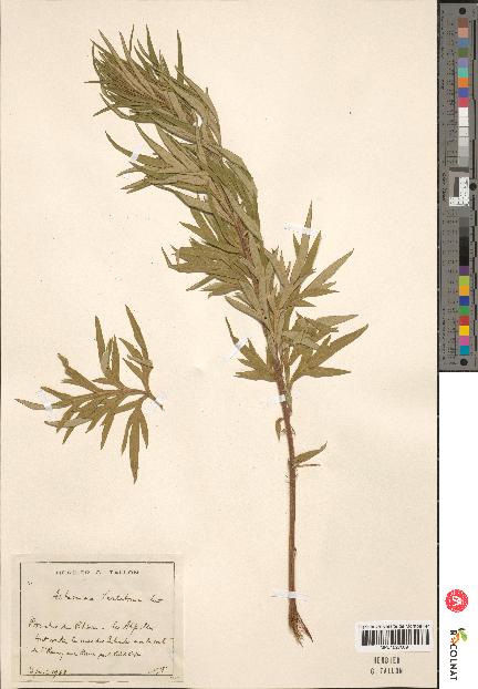 spécimen de Artemisia verlotiorum