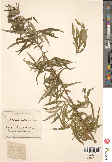 spécimen de Artemisia verlotiorum