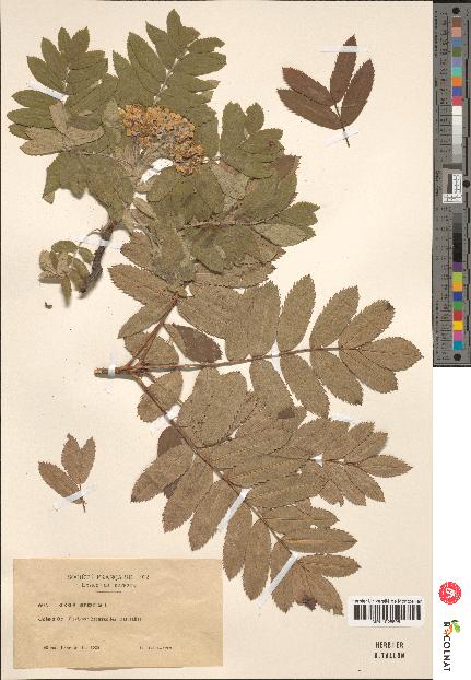 spécimen de Sorbus domestica