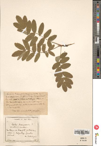 spécimen de Sorbus domestica