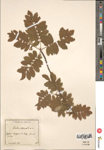 spécimen de Sorbus domestica