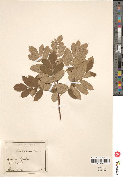 spécimen de Sorbus domestica