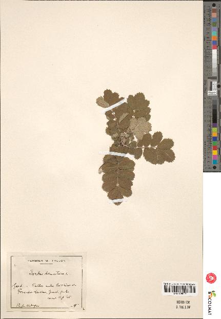 spécimen de Sorbus domestica