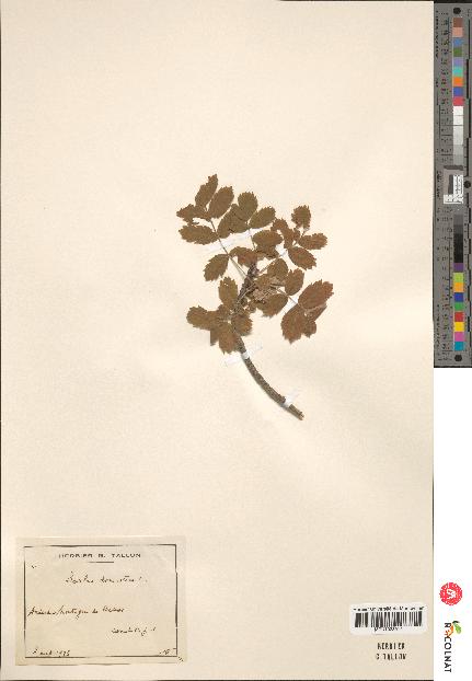 spécimen de Sorbus domestica