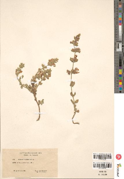 spécimen de Teucrium divaricatum