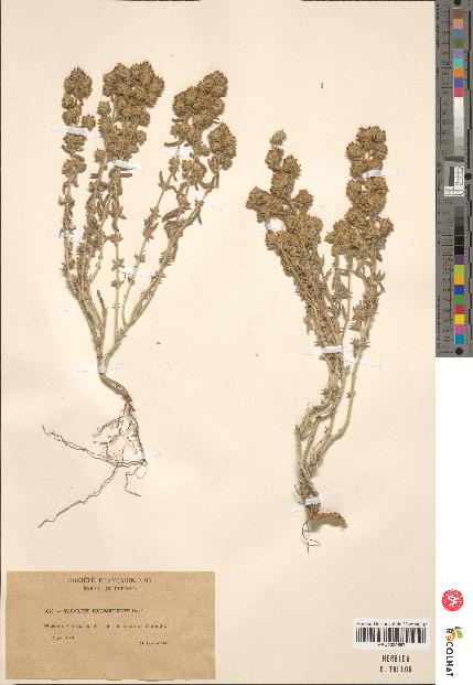 spécimen de Teucrium corymbiferum