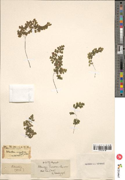 spécimen de Adiantum cuneatum