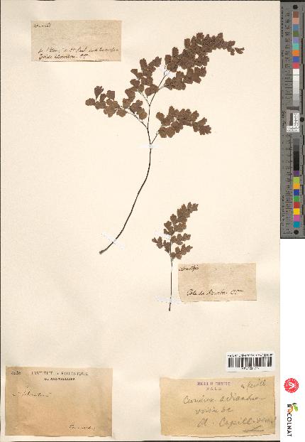 spécimen de Adiantum cuneatum