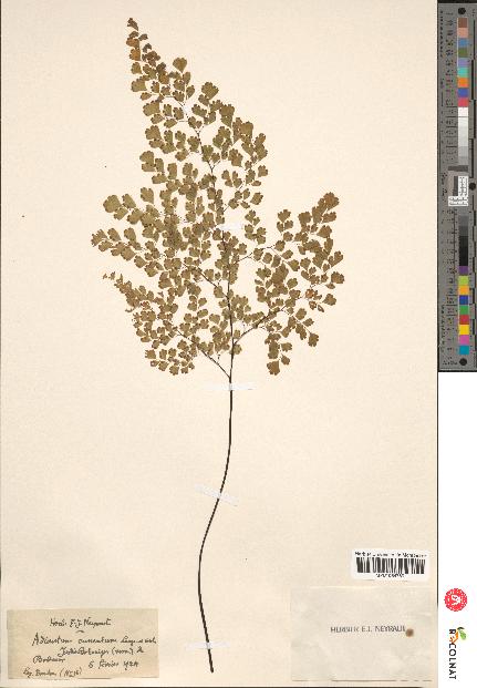 spécimen de Adiantum cuneatum