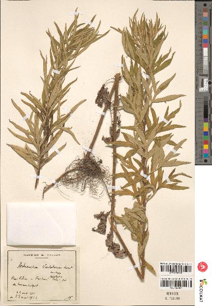 spécimen de Artemisia verlotiorum