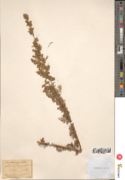 spécimen de Artemisia chamaemelifolia