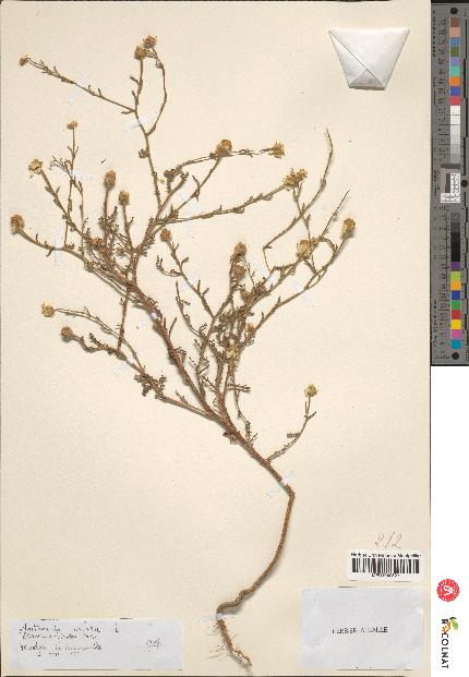 spécimen de Anthemis mixta