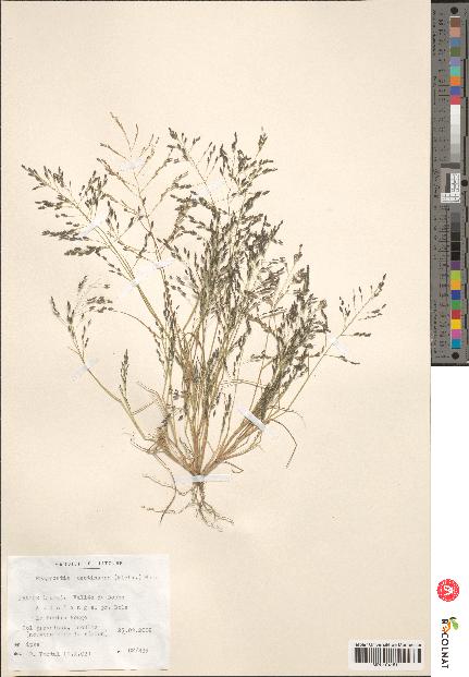 spécimen de Eragrostis pectinacea