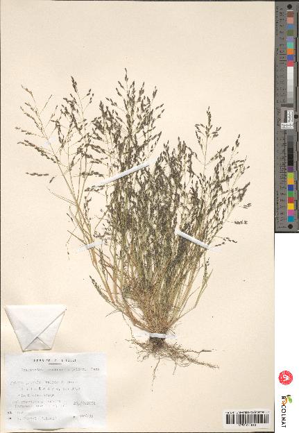 spécimen de Eragrostis pectinacea