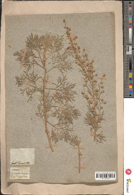 spécimen de Artemisia arborescens