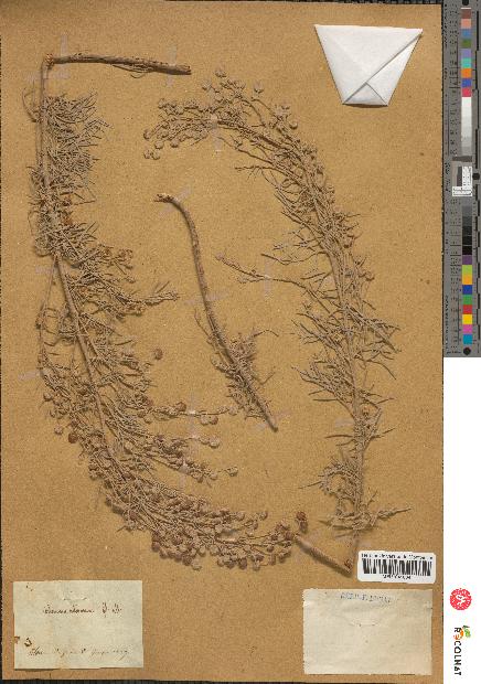 spécimen de Artemisia arborescens