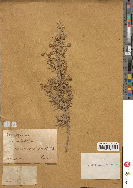 spécimen de Artemisia arborescens