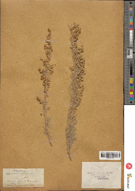 spécimen de Artemisia arborescens