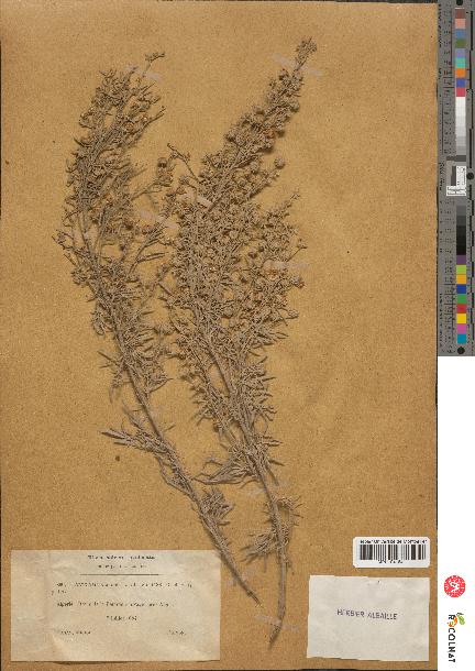 spécimen de Artemisia arborescens